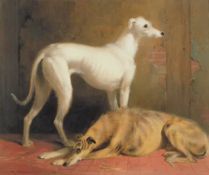 Hjortehunde i et indre